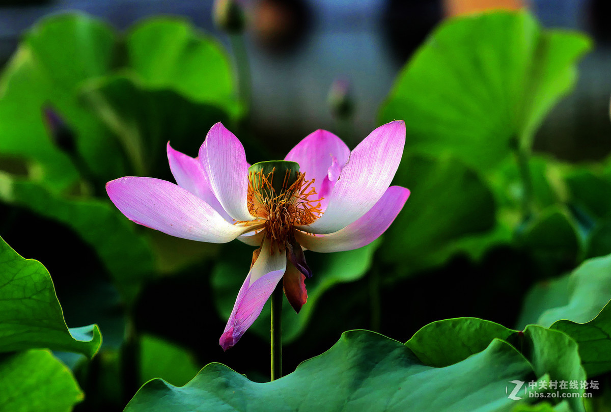 新买的GX85,新机试拍片