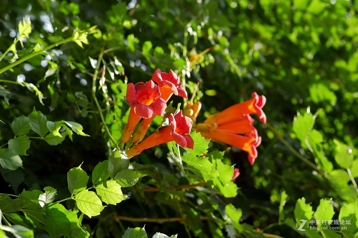 新买的GX85,新机试拍片