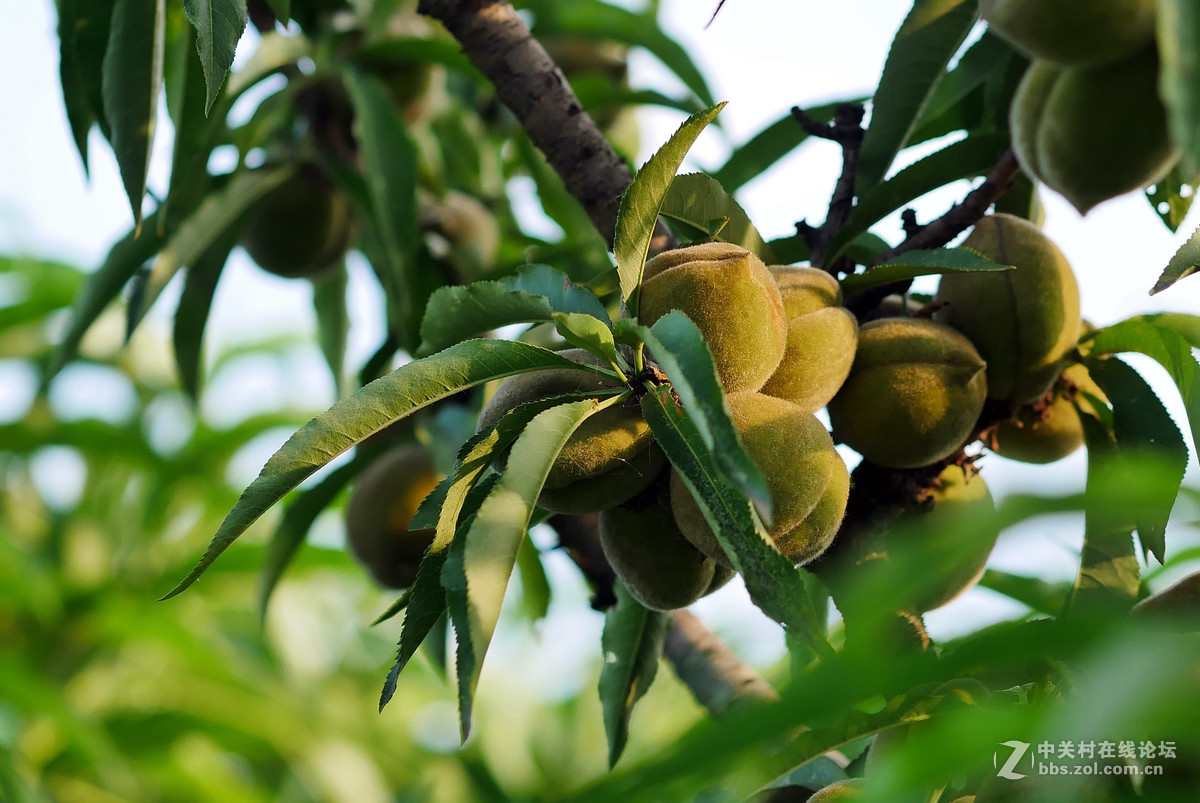 新买的GX85,新机试拍片