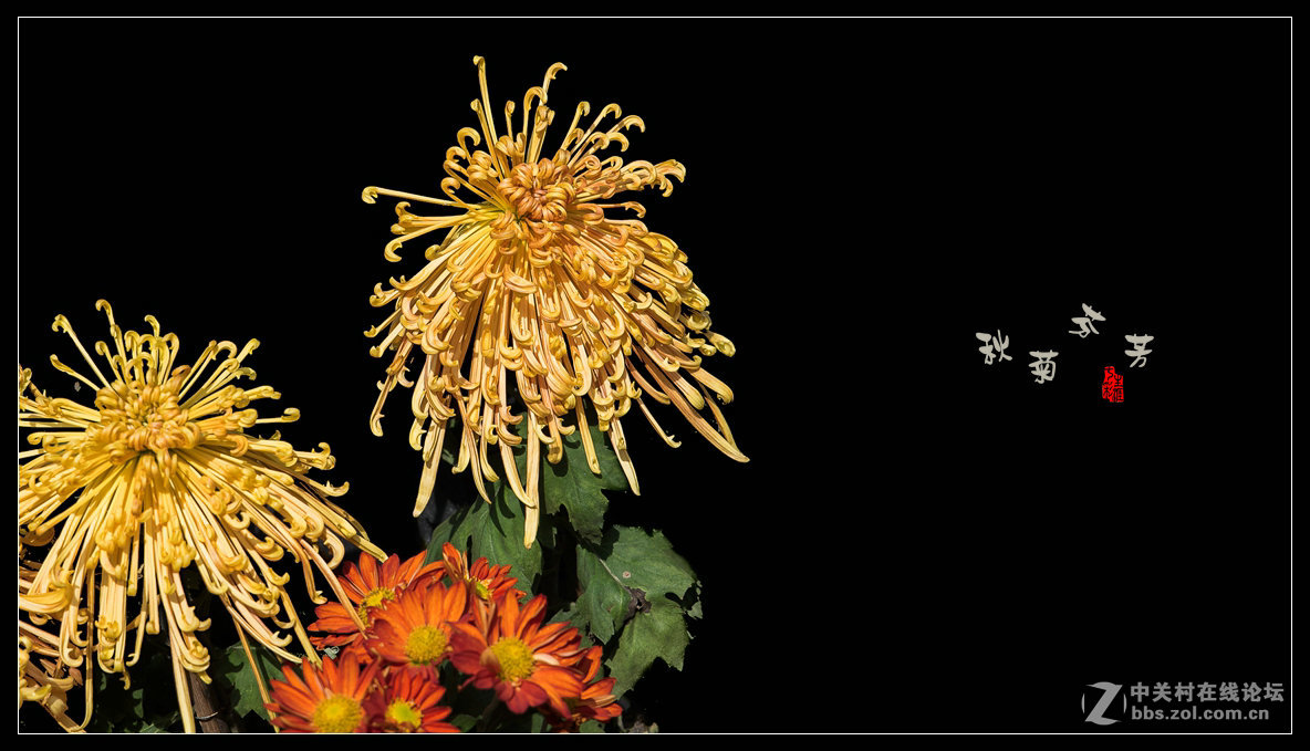 秋菊多姿多彩