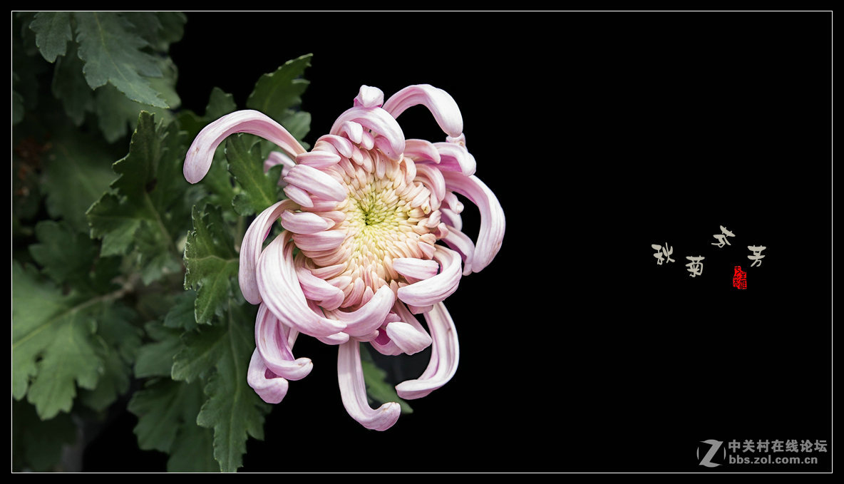 秋菊多姿多彩