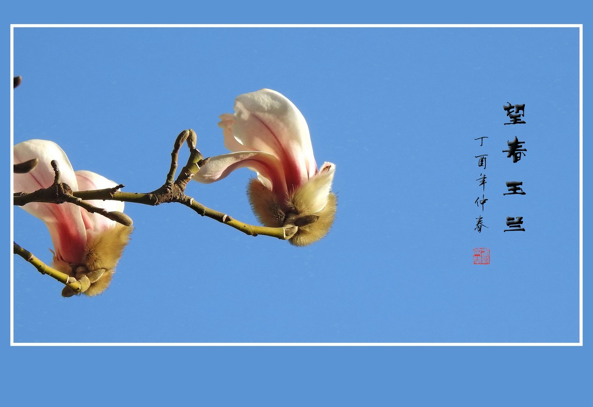 春风吹开玉兰花