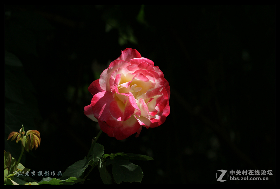 再拍一组月季花