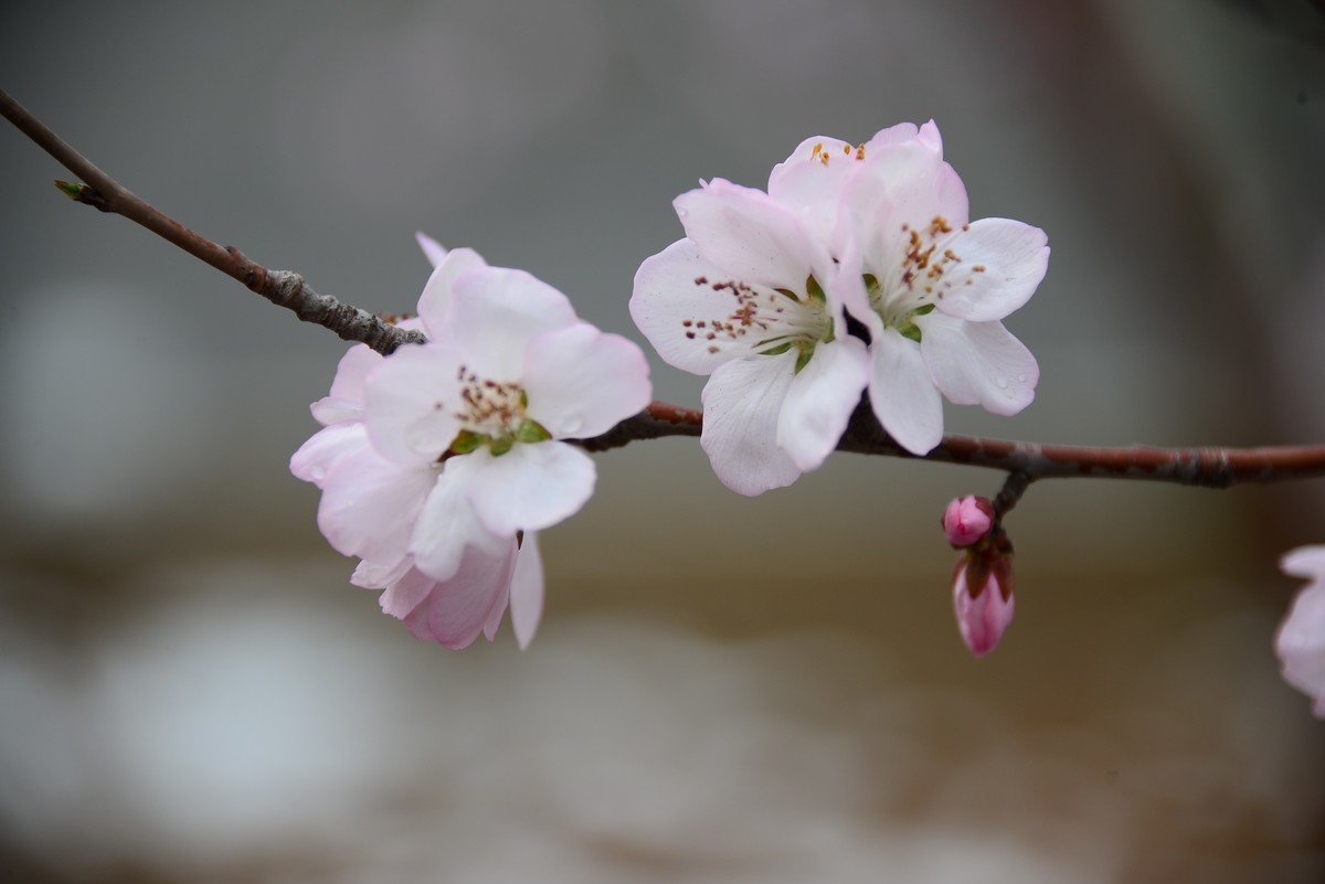 忽如一夜春風來千樹萬樹桃花開