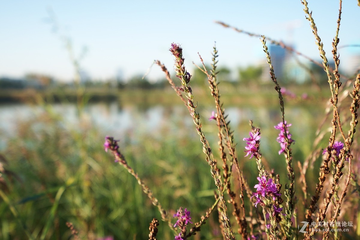 索尼A7RIII随拍，祝星空(中国)越来越旺，祝大家中秋快乐！