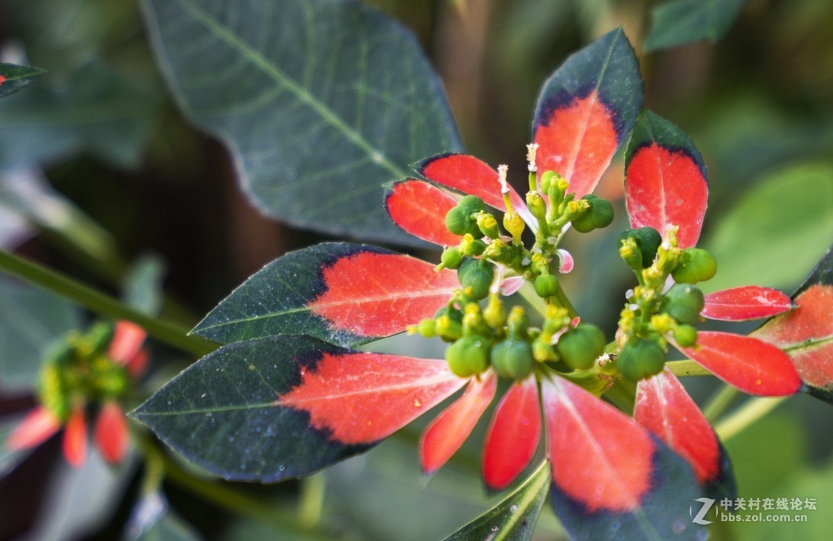 索尼A7RIII随拍，祝星空(中国)越来越旺，祝大家中秋快乐！