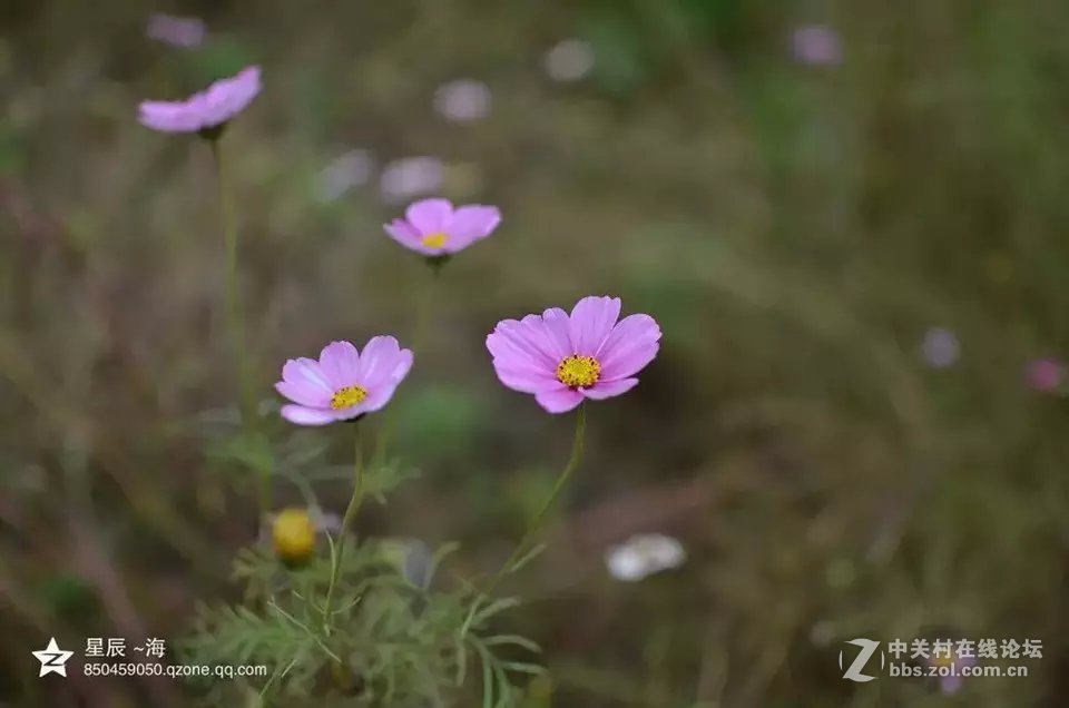 秋末格桑花