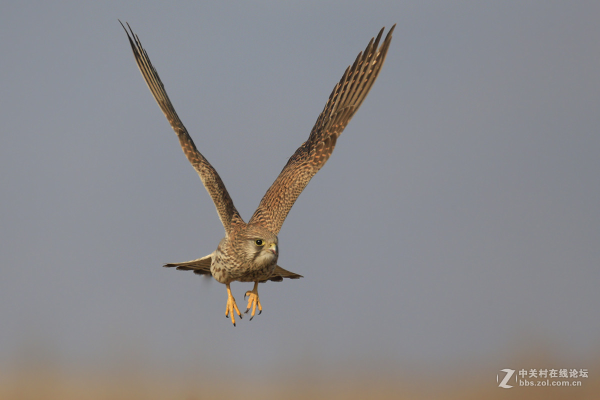 ---------红隼----------