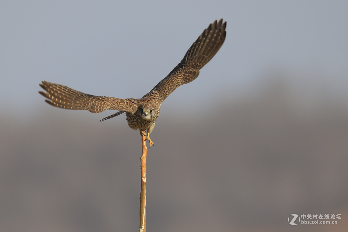 ---------红隼----------