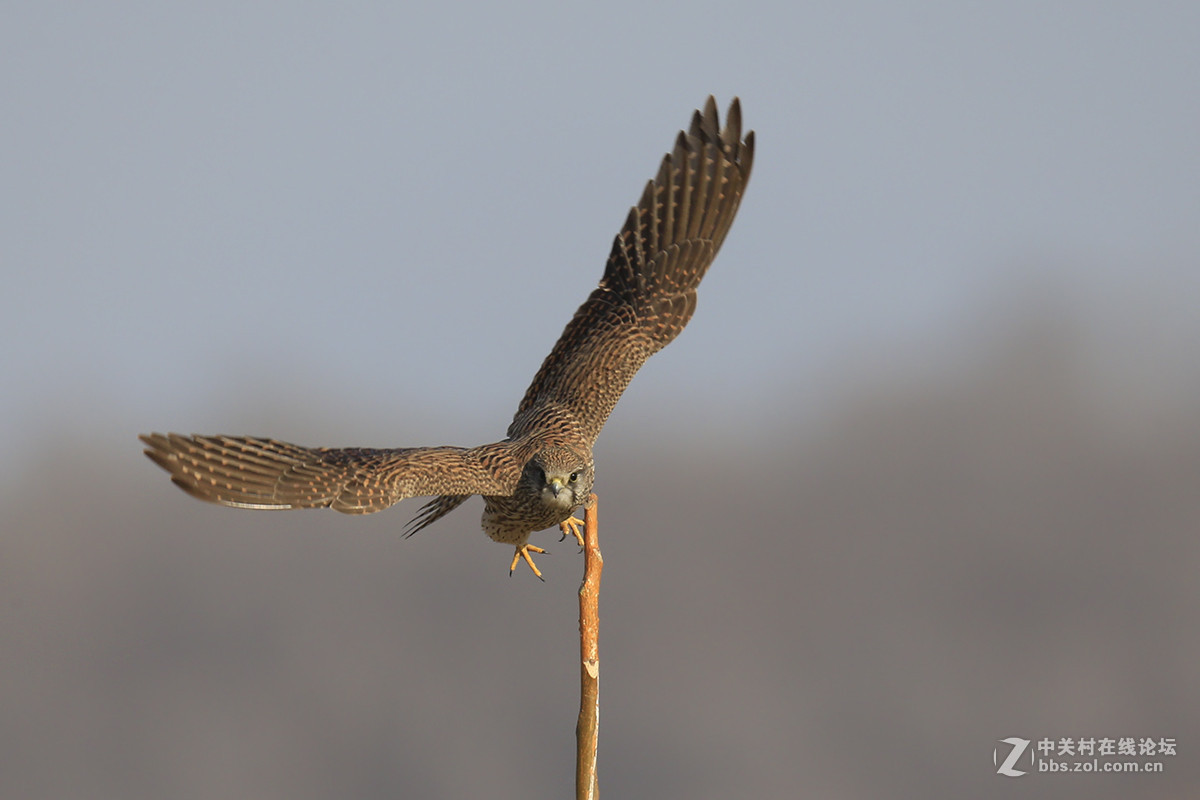 ---------红隼----------