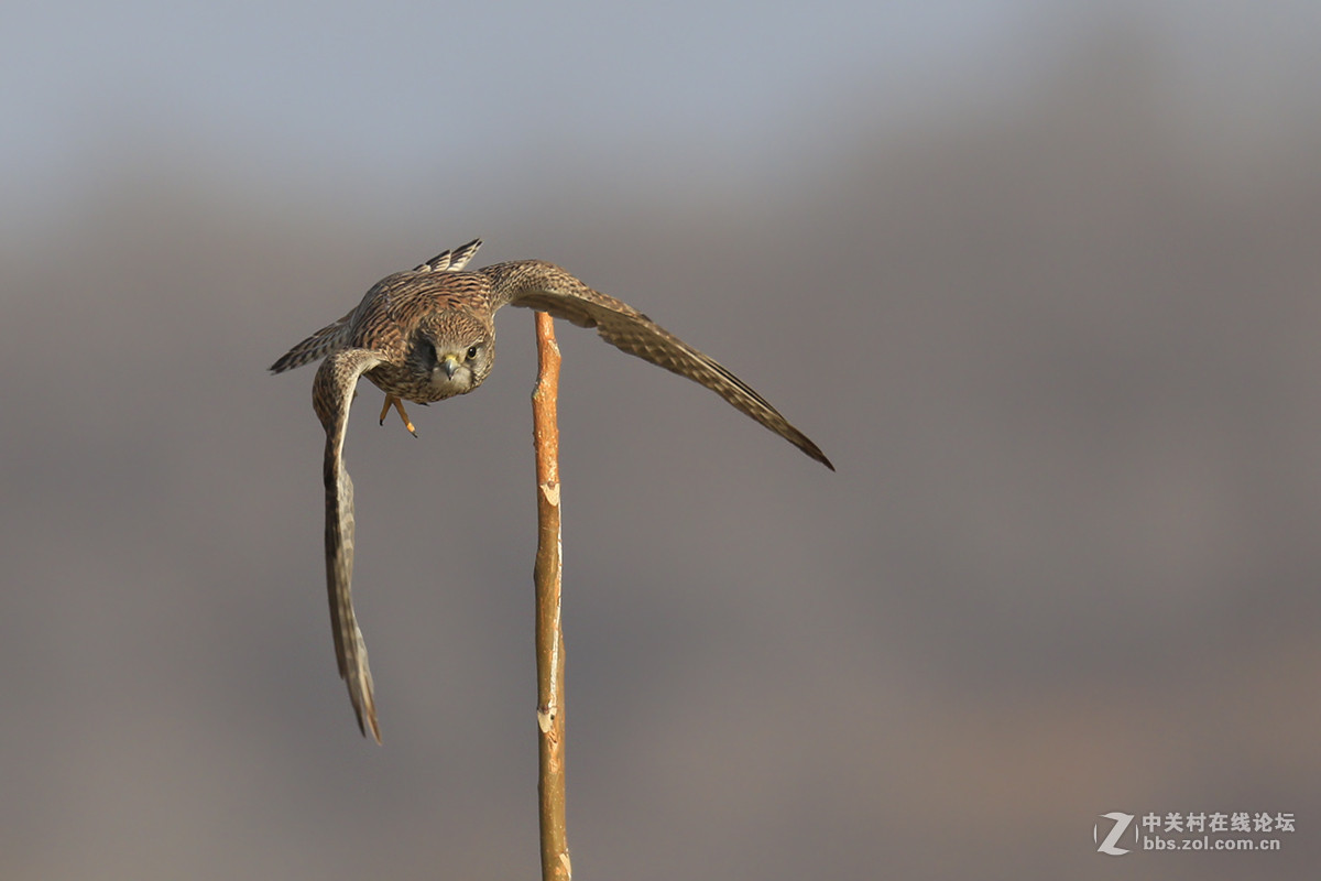 ---------红隼----------