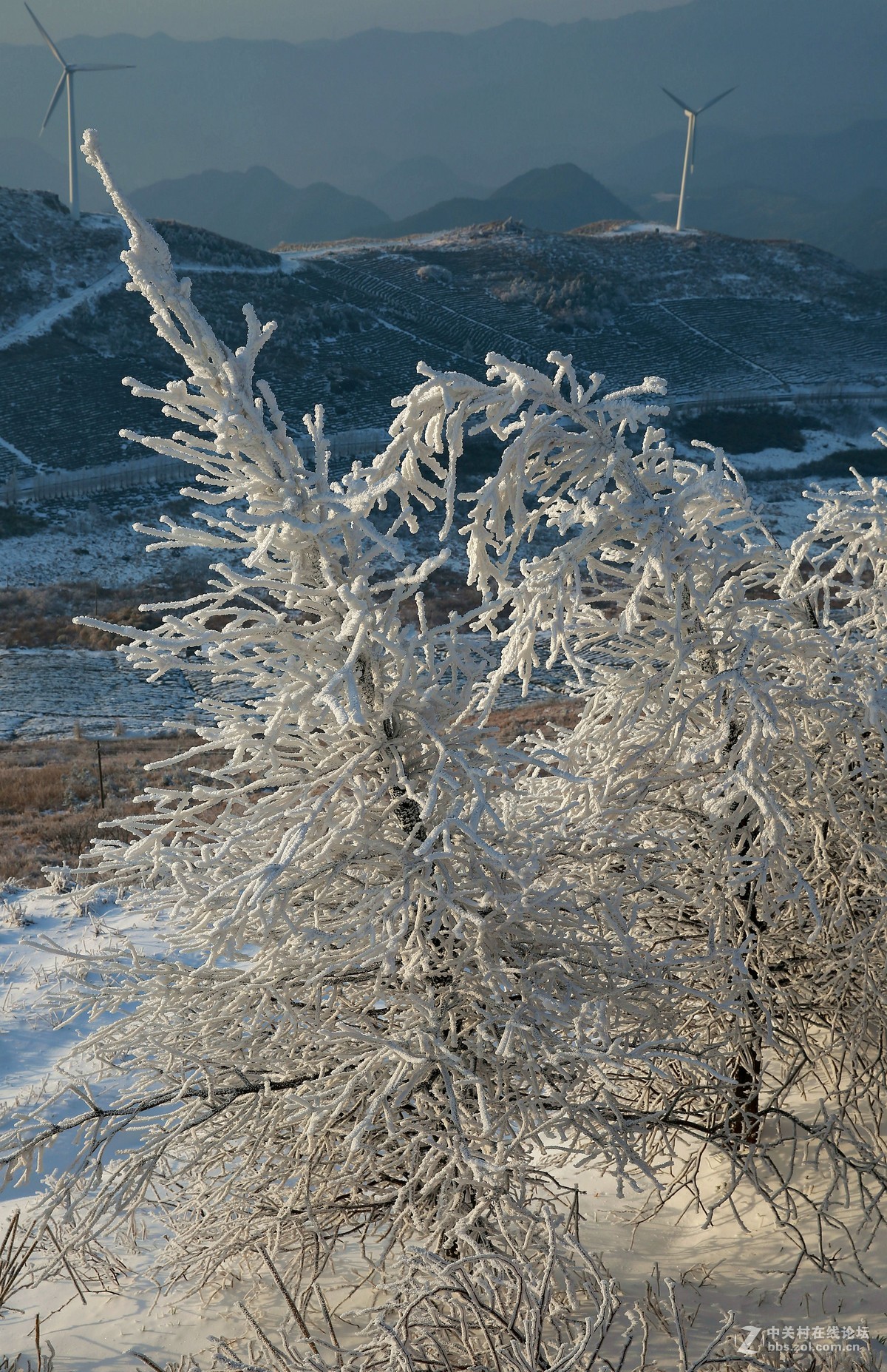 年後趕上最後一波東白山雪景