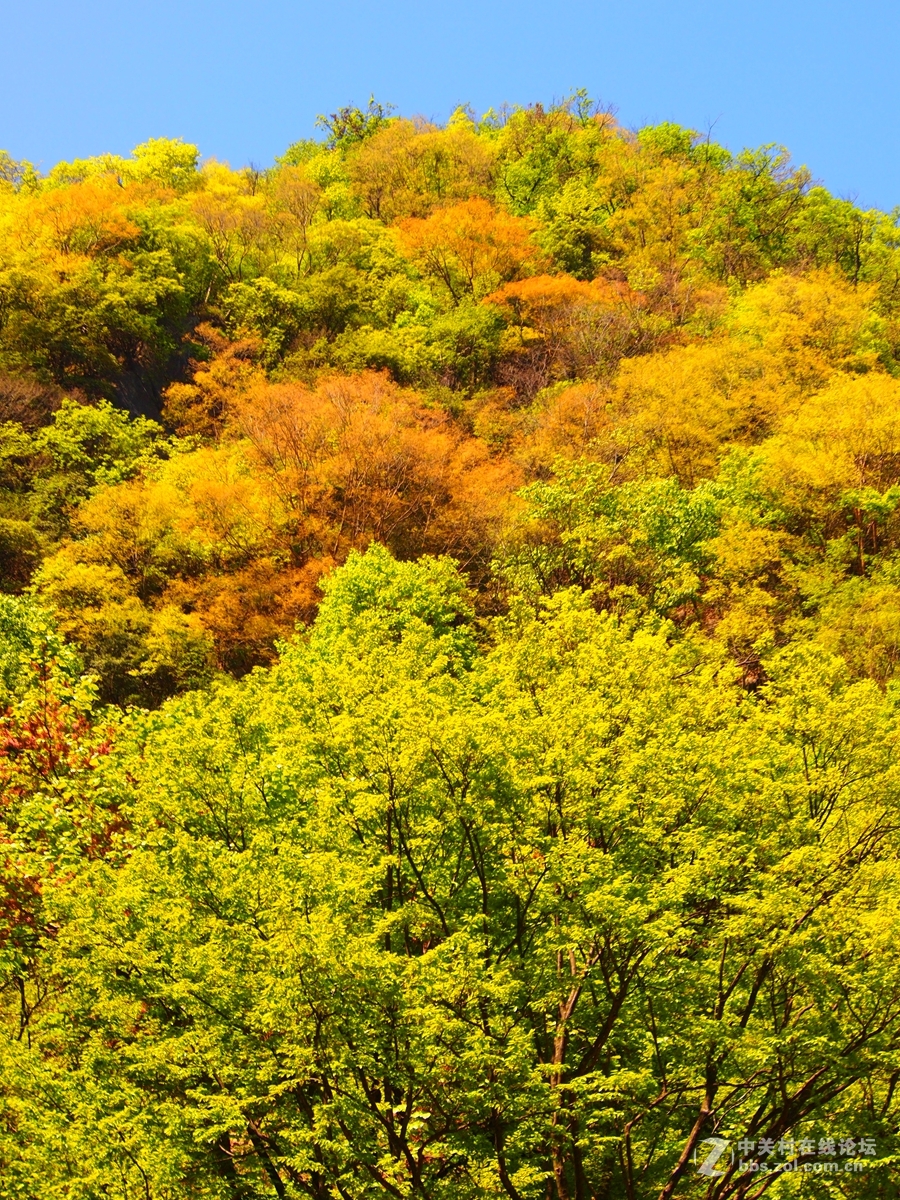 河南内乡天池寨山原始生态植物群落多样性景观