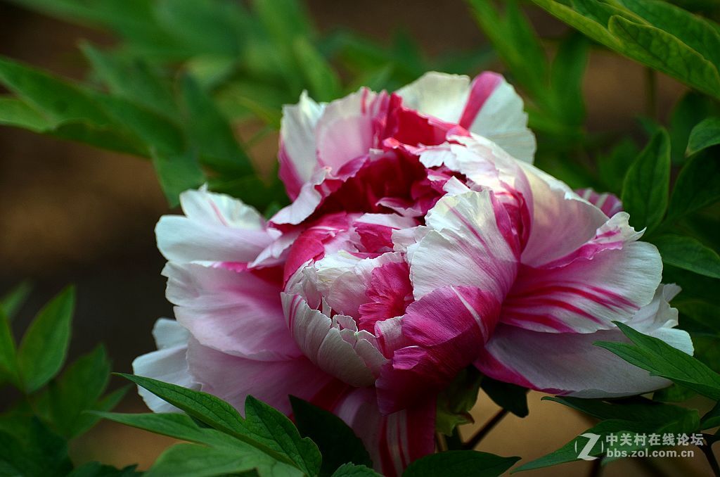 珍品牡丹花二乔