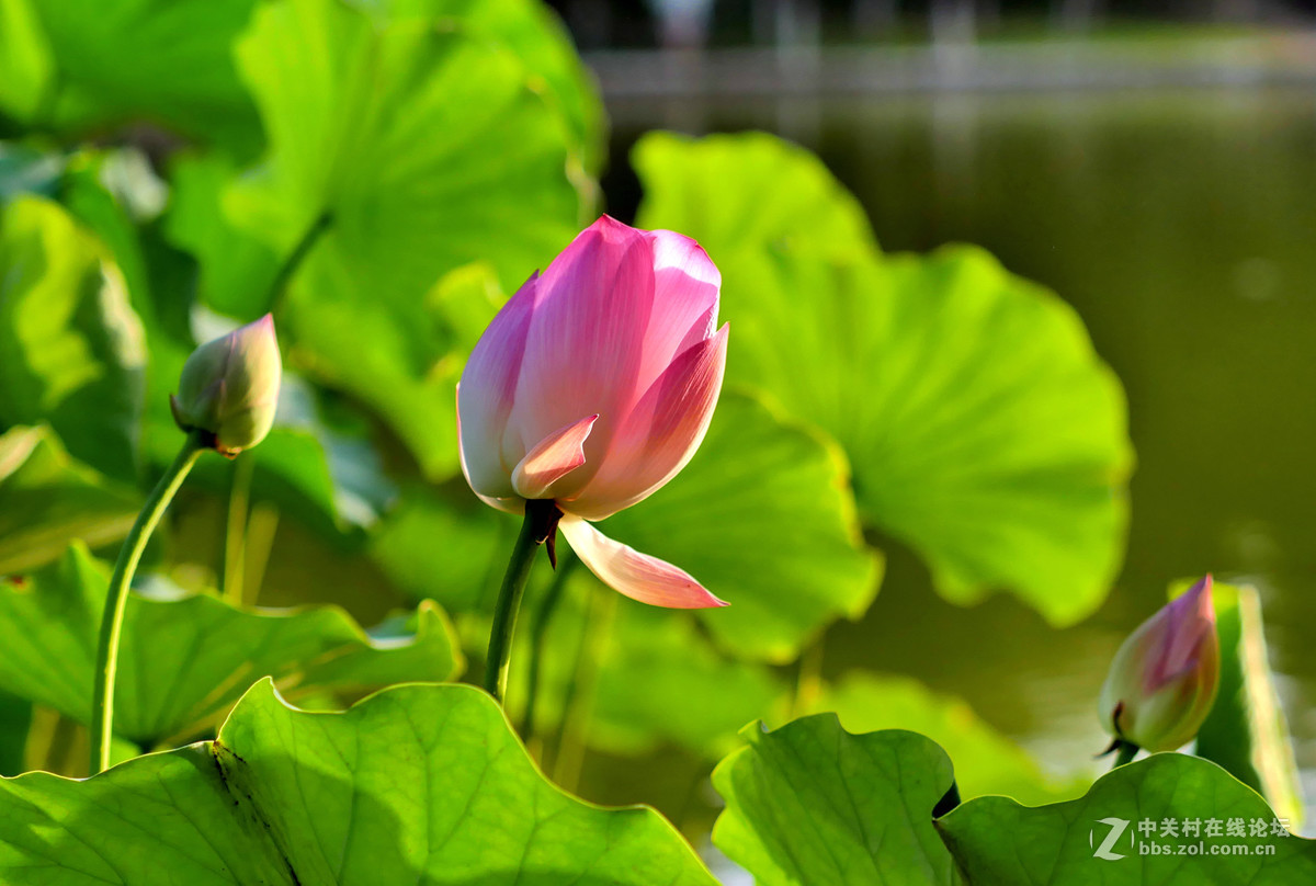 新买的GX85,新机试拍片