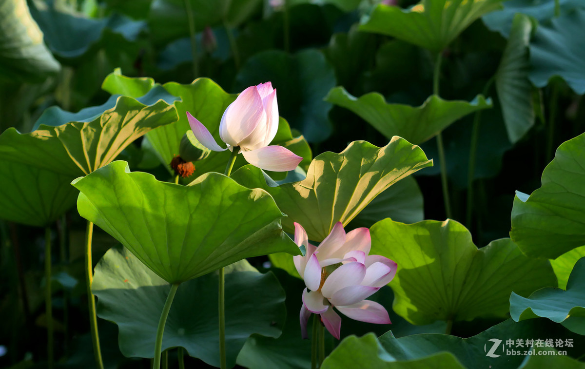 新买的GX85,新机试拍片