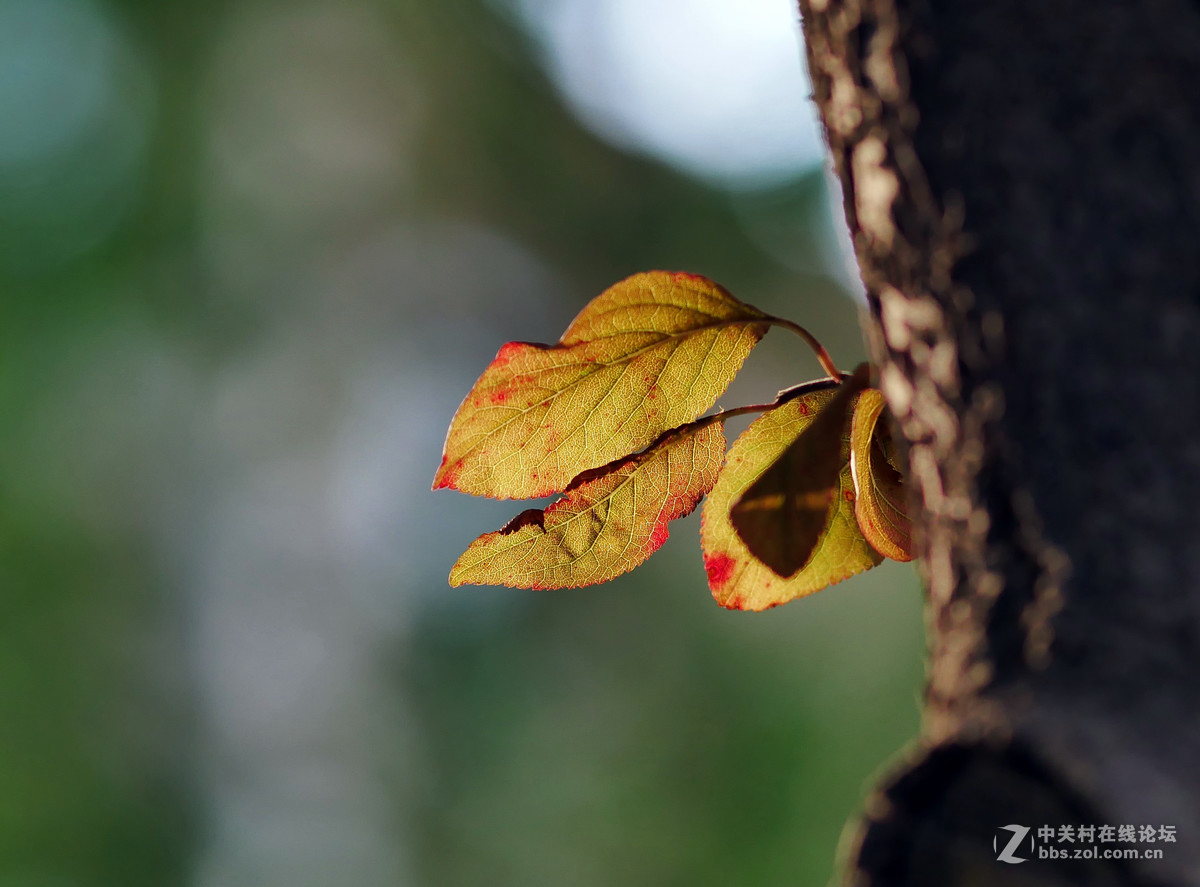 新买的GX85,新机试拍片