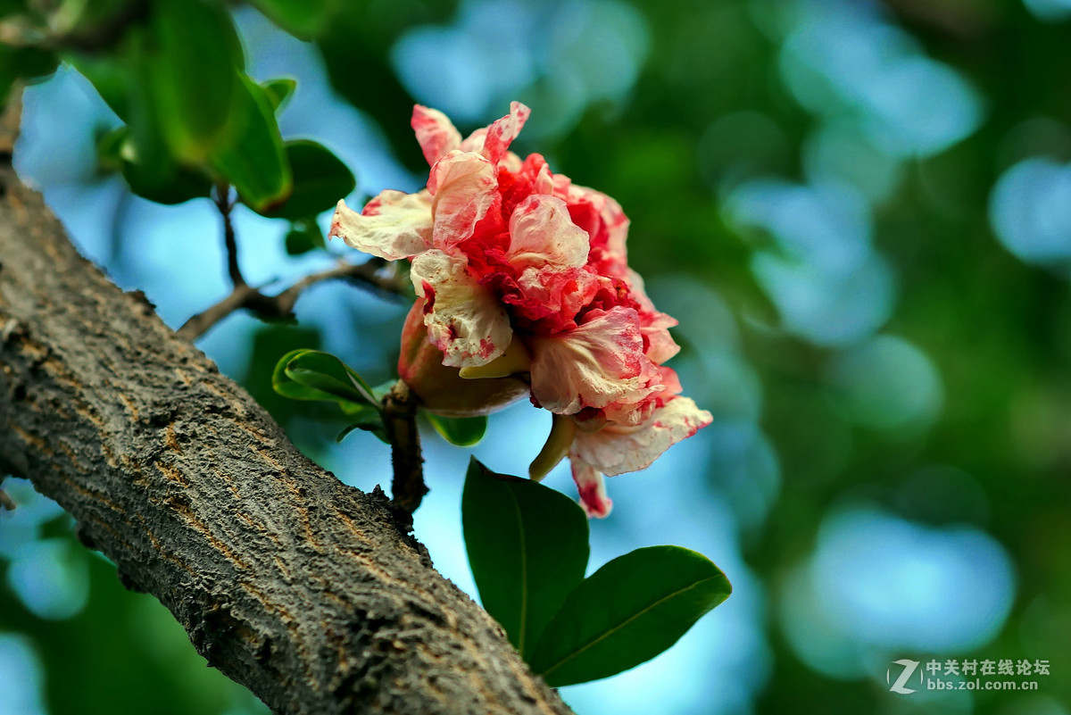 新买的GX85,新机试拍片