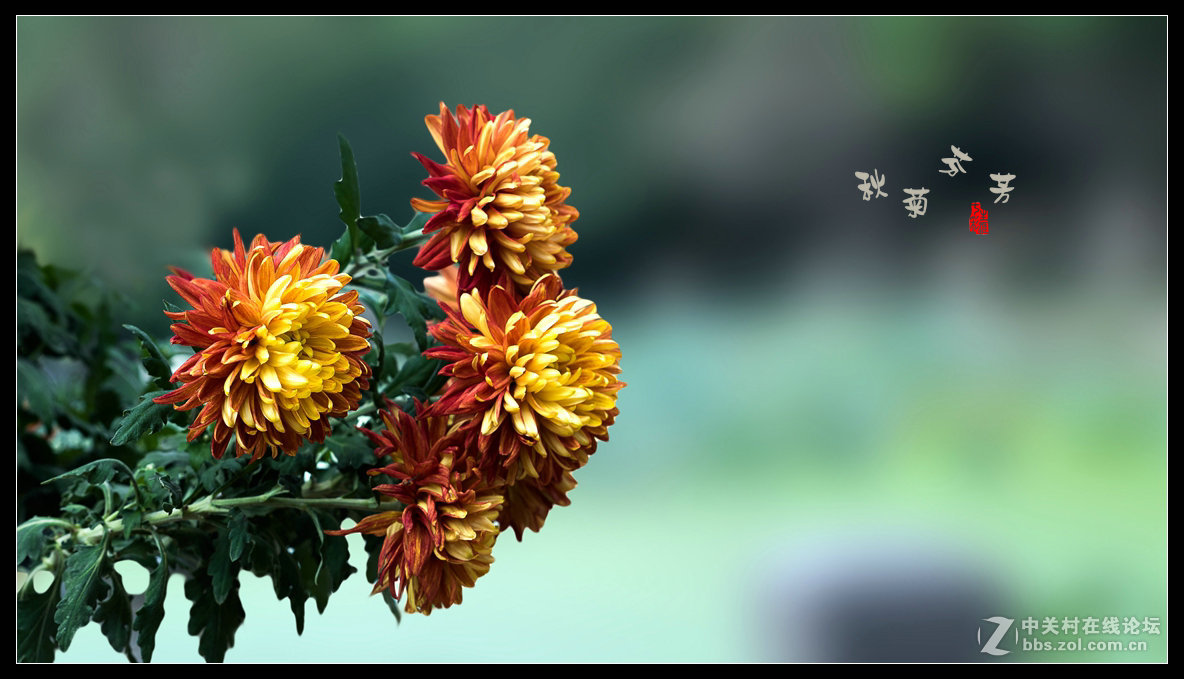 秋菊多姿多彩