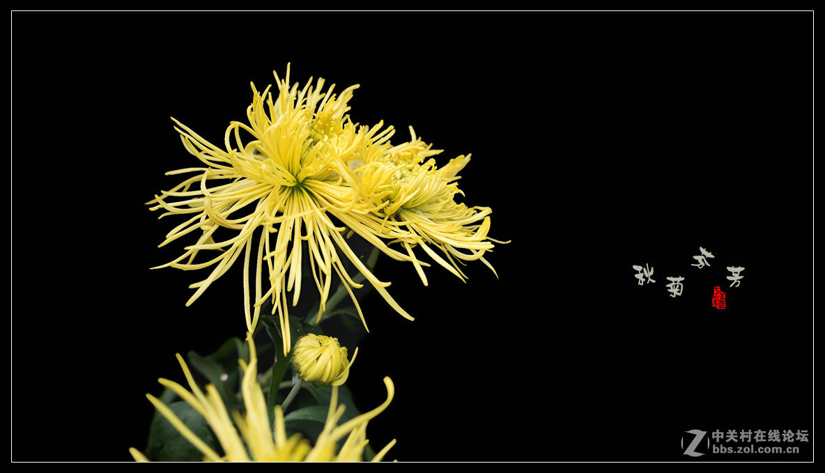 秋菊多姿多彩