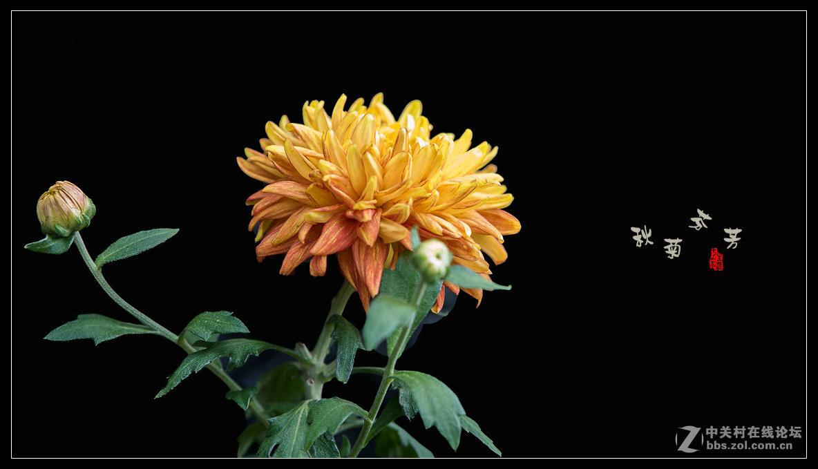 秋菊多姿多彩