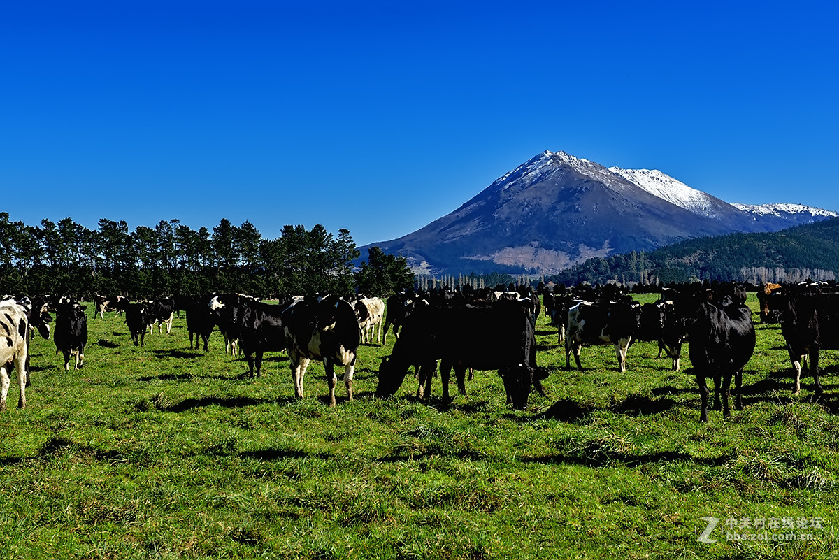 再摄新西兰二十新西兰风光元素牧场农庄五