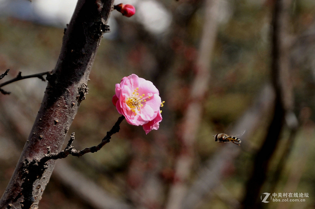 梅花5