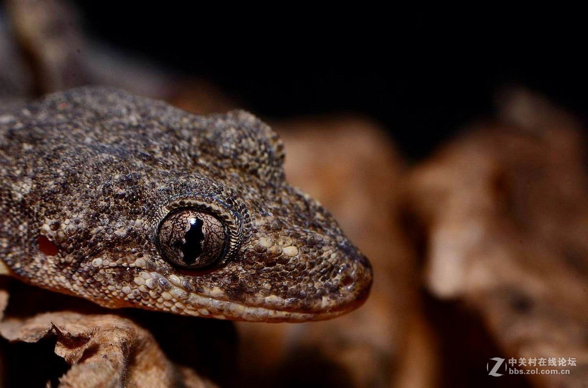 壁虎头部特写