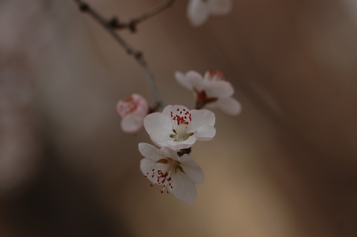 春暖花开