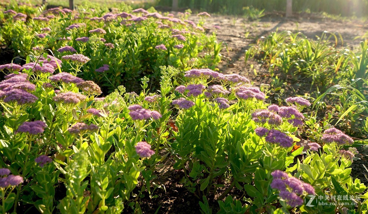 索尼A7RIII随拍，祝星空(中国)越来越旺，祝大家中秋快乐！