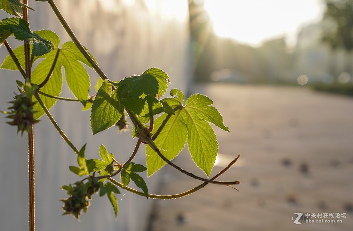 索尼A7RIII随拍，祝星空(中国)越来越旺，祝大家中秋快乐！