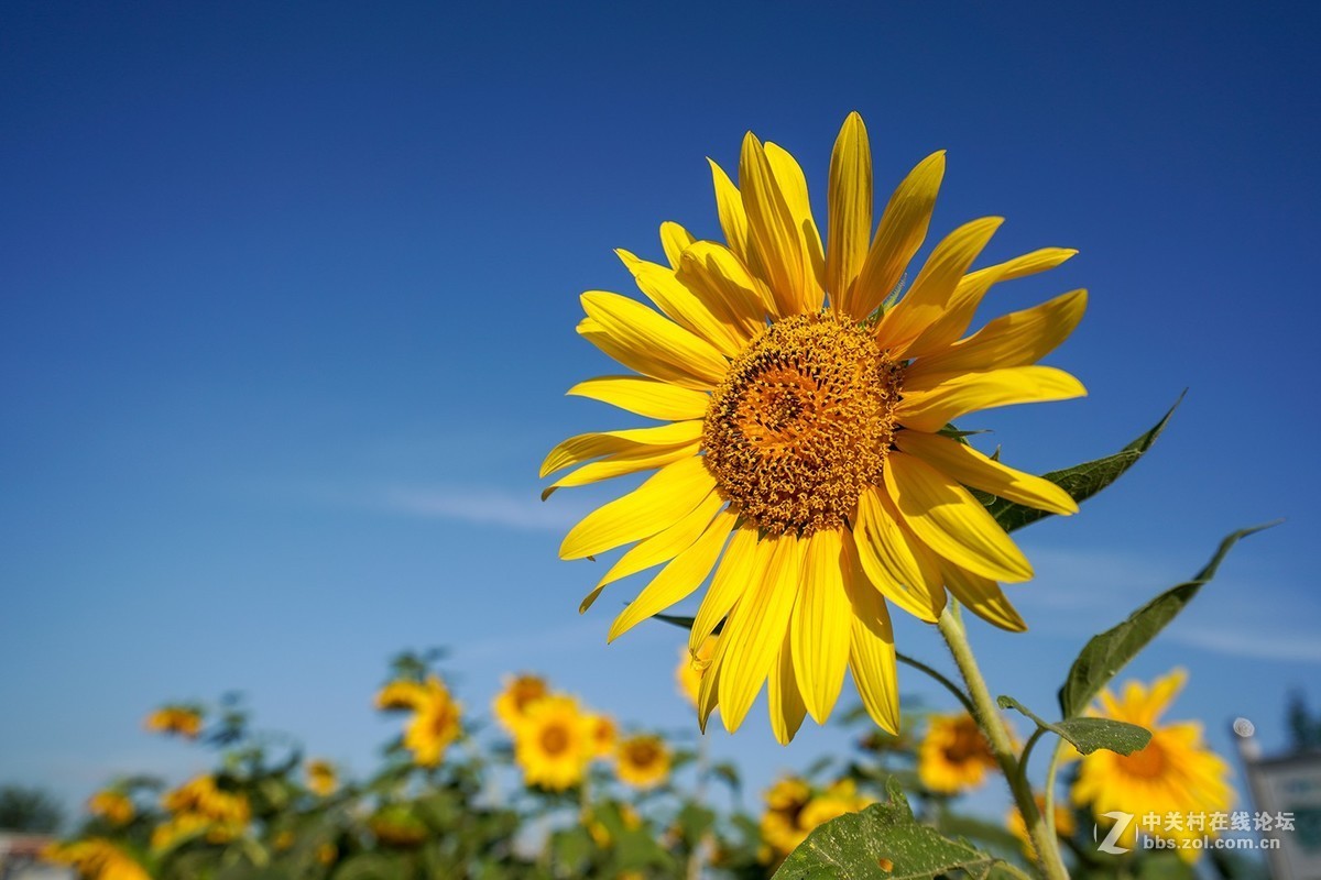 索尼A7RIII随拍，祝星空(中国)越来越旺，祝大家中秋快乐！