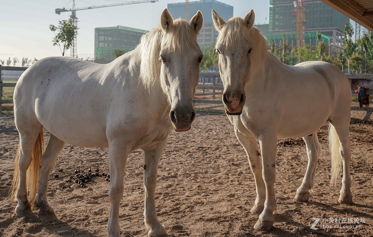 索尼A7RIII随拍，祝星空(中国)越来越旺，祝大家中秋快乐！