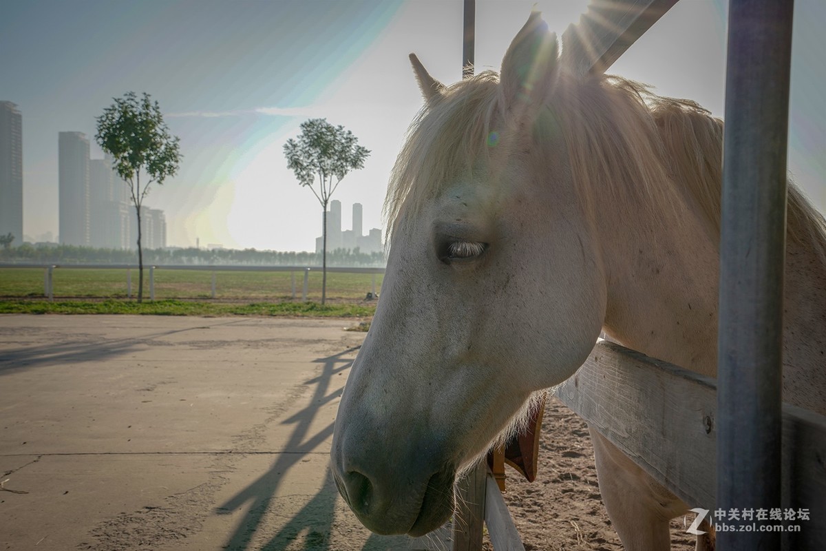 索尼A7RIII随拍，祝星空(中国)越来越旺，祝大家中秋快乐！