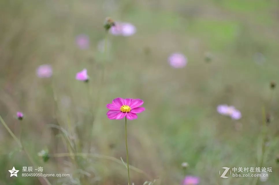 秋末格桑花
