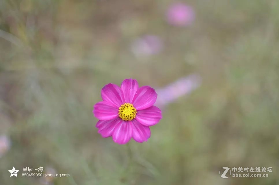 秋末格桑花