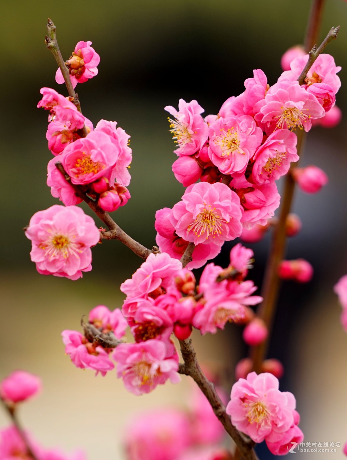 2016年2月10日西安植物园拍的几张梅花