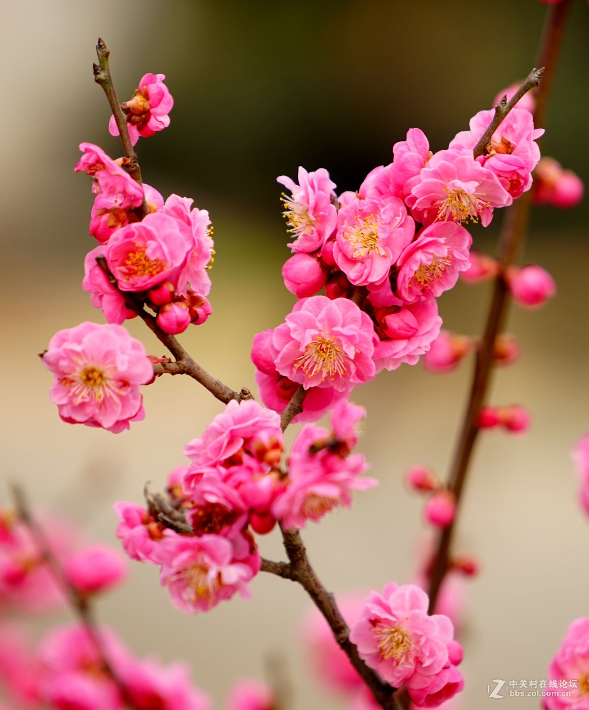 2016年2月10日西安植物园拍的几张梅花