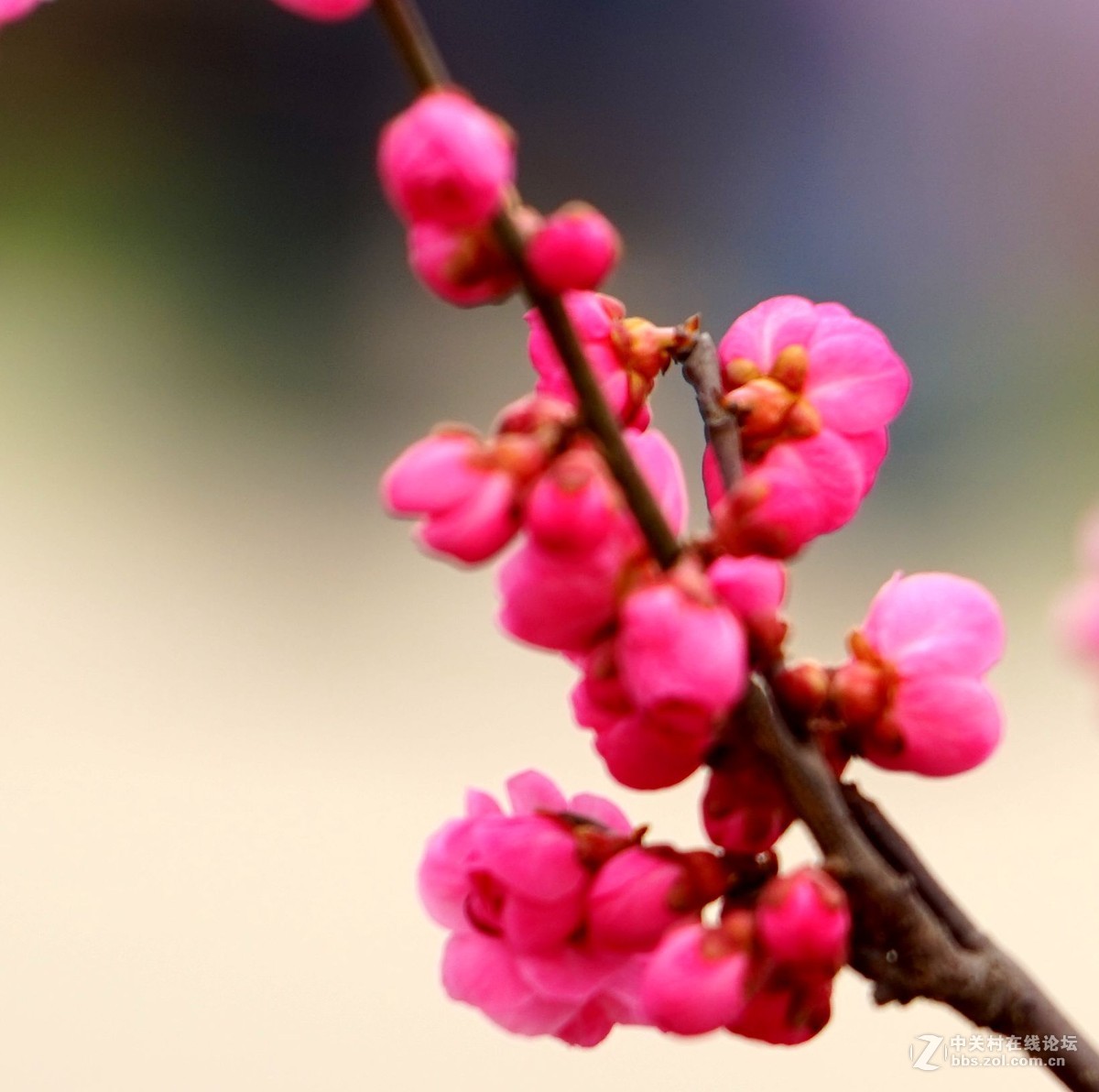 2016年2月10日西安植物园拍的几张梅花