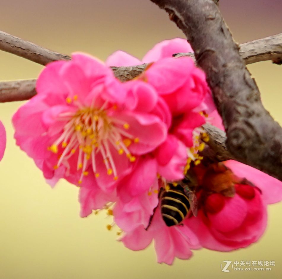 2016年2月10日西安植物园拍的几张梅花