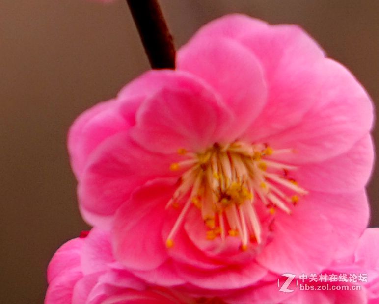 2016年2月10日西安植物园拍的几张梅花