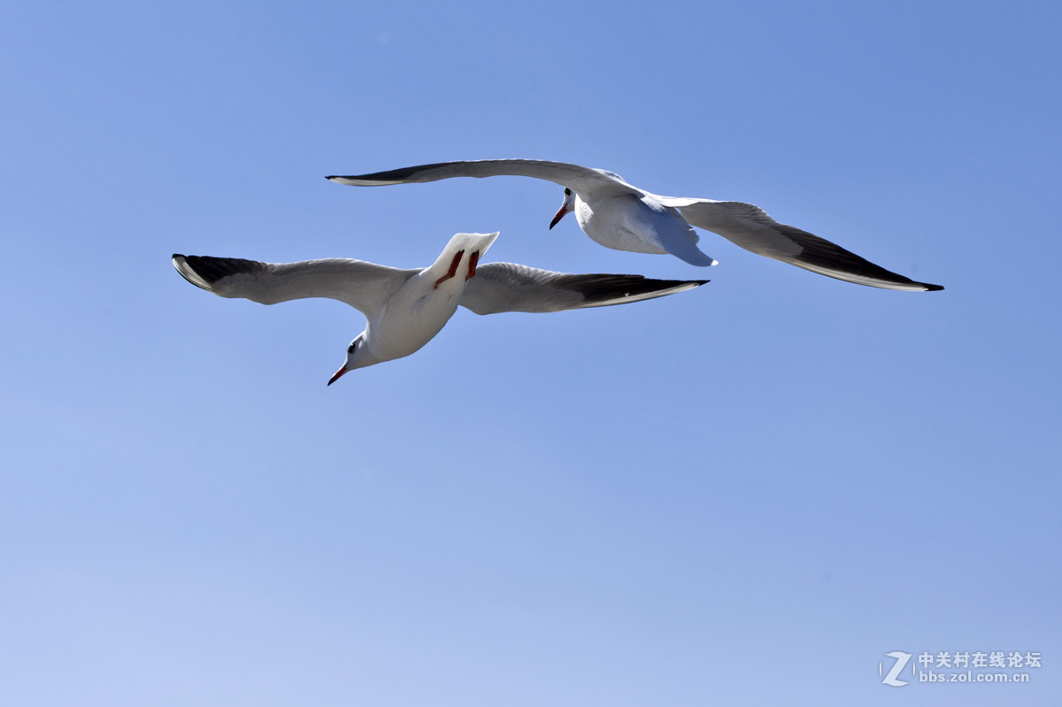 一组＜人与鸥　自然和谐＞贺晚之秋好友荣任佳能5Ds R版主！