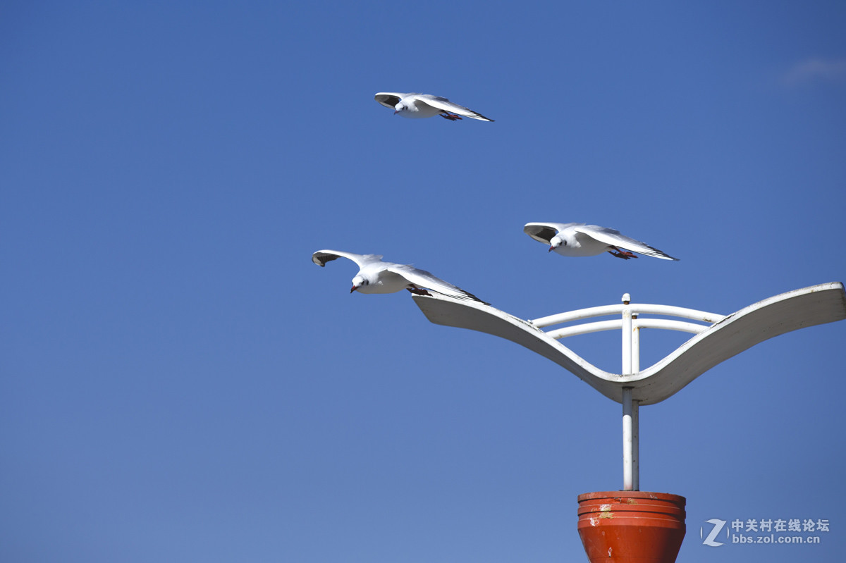 一组＜人与鸥　自然和谐＞贺晚之秋好友荣任佳能5Ds R版主！