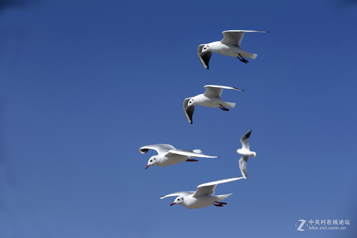 一组＜人与鸥　自然和谐＞贺晚之秋好友荣任佳能5Ds R版主！