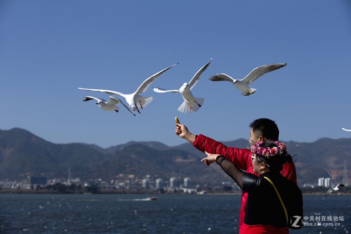 一组＜人与鸥　自然和谐＞贺晚之秋好友荣任佳能5Ds R版主！