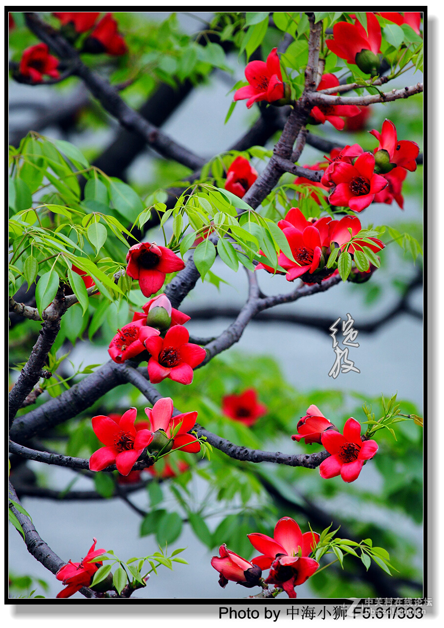 红棉迎春图