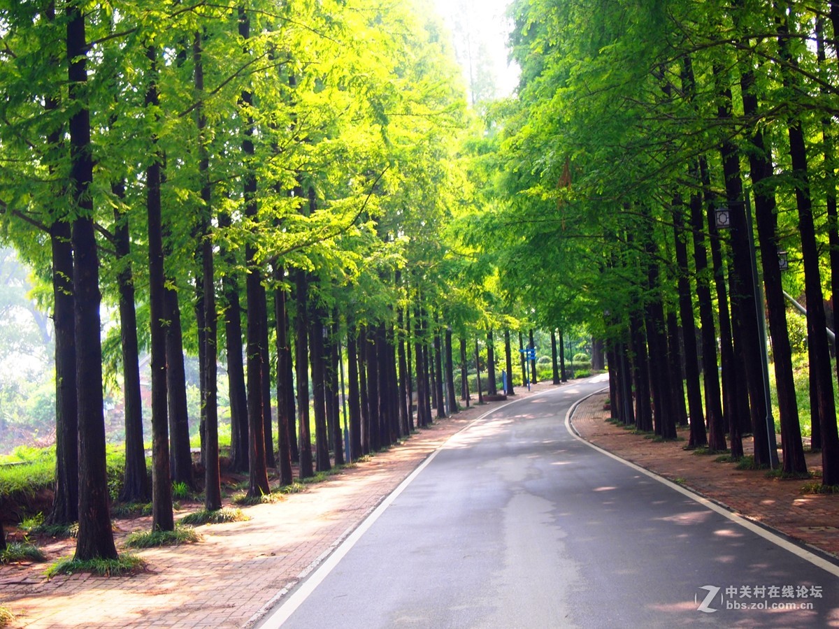铜山湖雨后的水杉大道