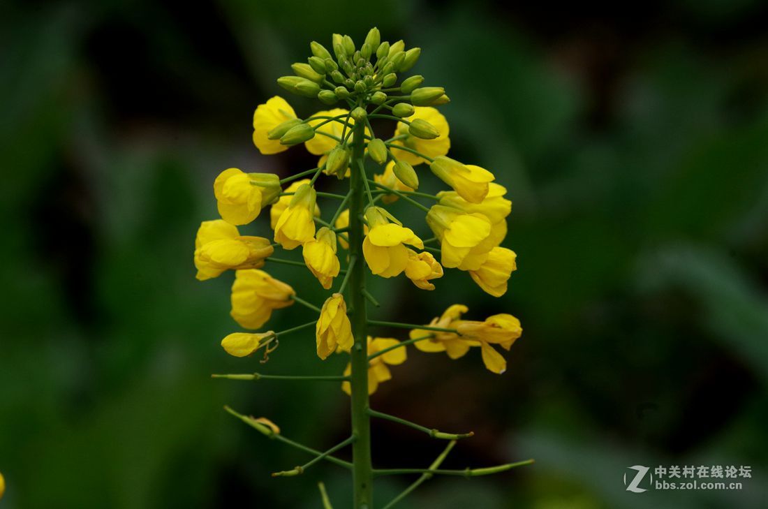 油菜花