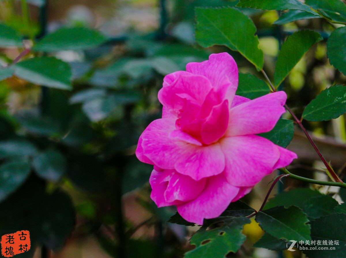 efs55-250stm拍的－组花儿