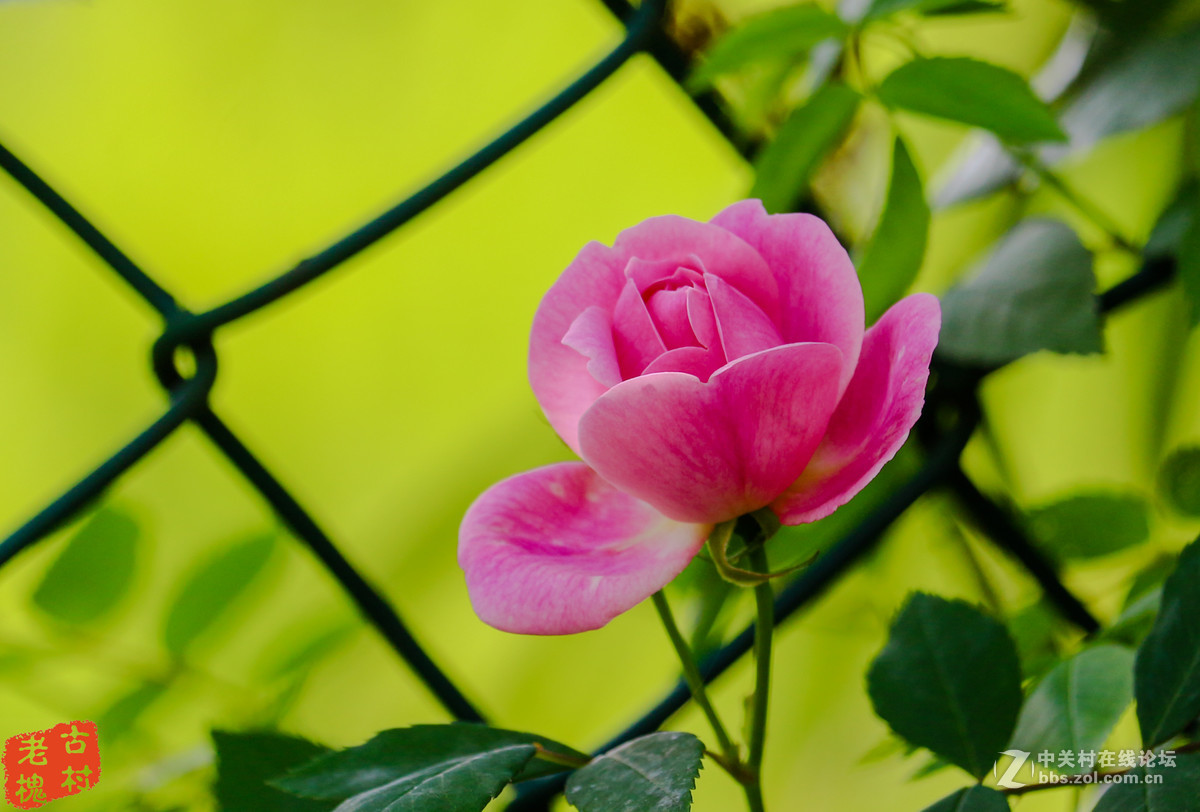 efs55-250stm拍的－组花儿